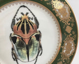 Goliath Beetle Plate or Teacup & Saucer Set, 8 oz, Porcelain