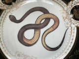 Serpent cup and saucer set