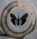 Green Butterfly Plate or Teacup & Saucer Set, 8 oz, Porcelain