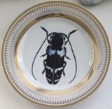 Blue Beetle Plate or Teacup and Saucer Set, 8 oz, Porcelain