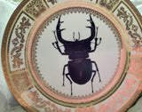 Stag Beetle Plate or Teacup & Saucer, 8 oz,Porcelain