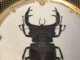 Black Stag Beetle Plate, Porcelain