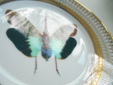 Green Butterfly Plate or Teacup & Saucer Set, 8 oz, Porcelain